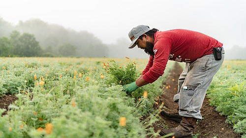 unfi herb supplier