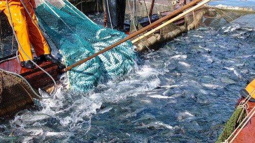 seafood industry