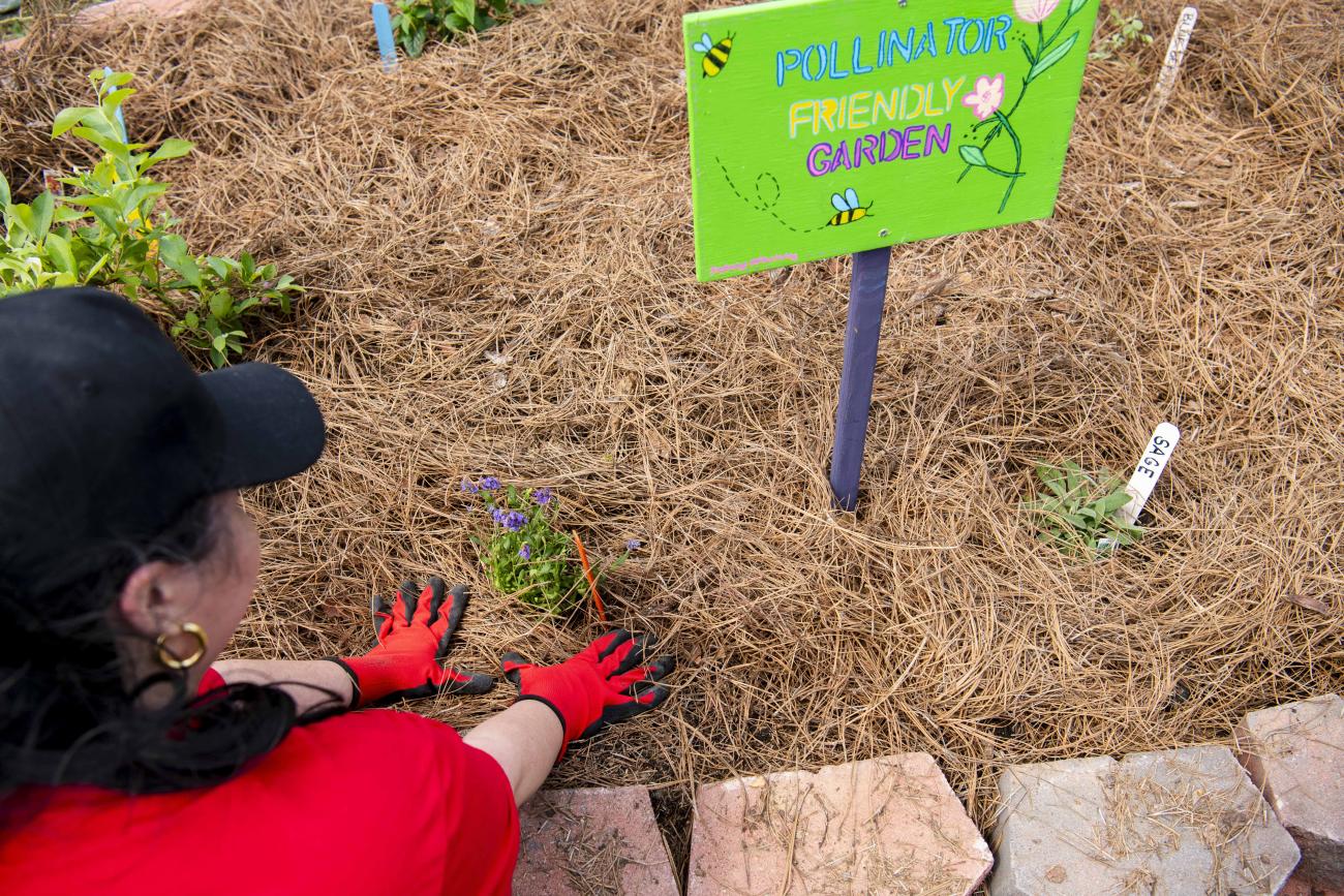 SEG pollinators