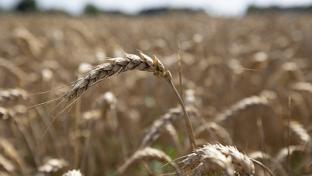 Wheat Teaser