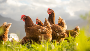 Free-Range Chickens Teaser