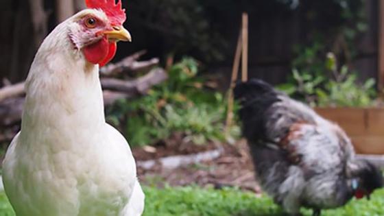 PCC Community Market Joins Better Chicken Initiative