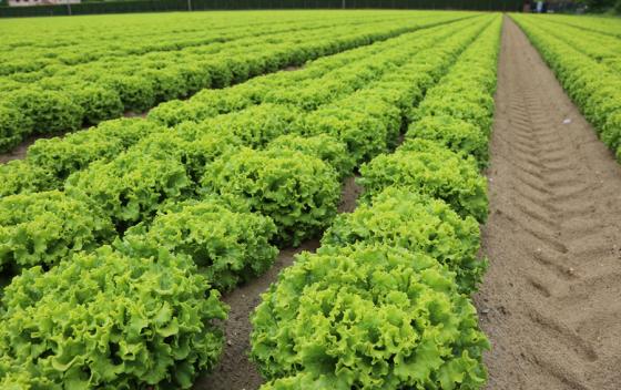 FDA Issues Updated Advisory on Romaine Lettuce