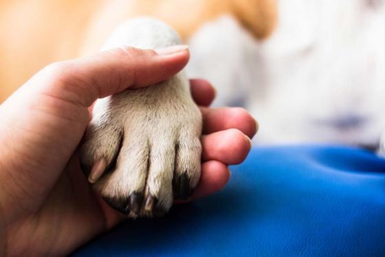 Majority of Pet Owners Concerned About Safety of Furry Pals’ Food: Report