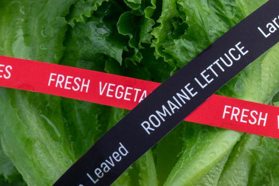 FDA Releases Findings From Romaine Lettuce Investigation