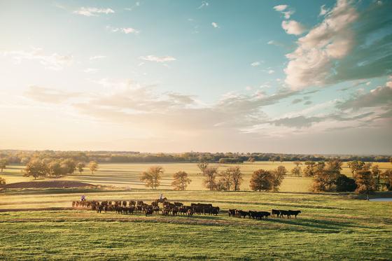 Walmart Entering Beef Industry