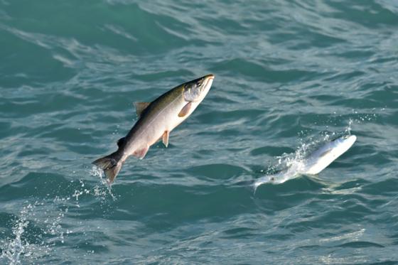 The Importance of Transparency in Seafood Sustainability