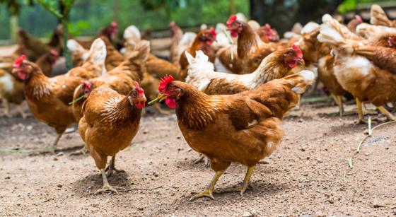 Consumers Want Humane Certification on Packaging, Research Shows