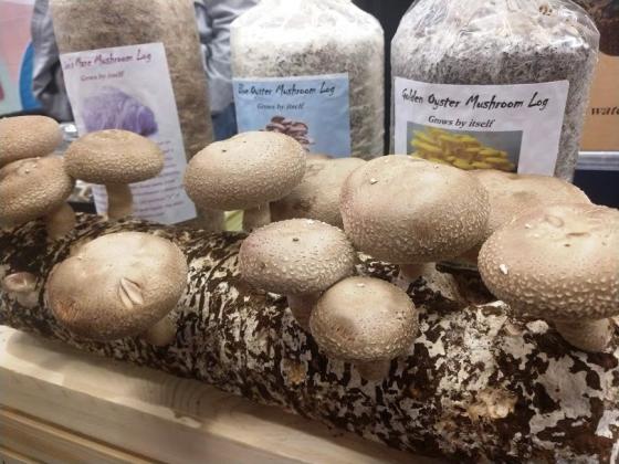 Mushrooms