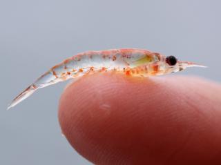 Krill Main Image