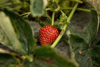Strawberry on vine