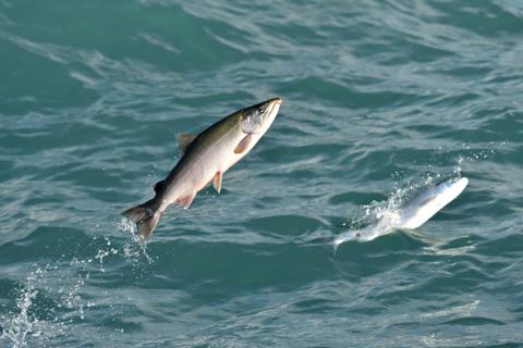 The Importance of Transparency in Seafood Sustainability