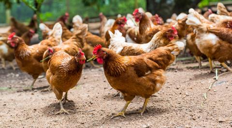 Consumers Want Humane Certification on Packaging, Research Shows