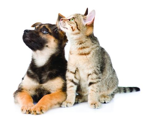 Premium Pet Products Find Success in Supermarkets