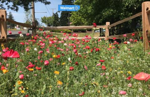Walmart Pilots Pollinator Gardens in 3 States