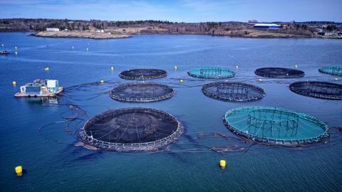 What Success Looks Like With Sustainable Seafood Aquaculture