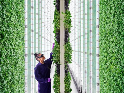Whole Foods, Safeway Team With Vertical Grower