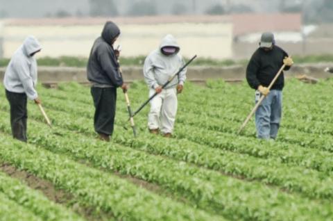 A Coronavirus Food Crisis?