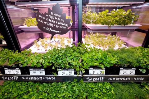 Sobeys, Safeway, Thrifty Foods Adding In-Store Hyrdoponic Farms