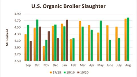 Slower Organic Poultry Growth Could Hurt Grains Market