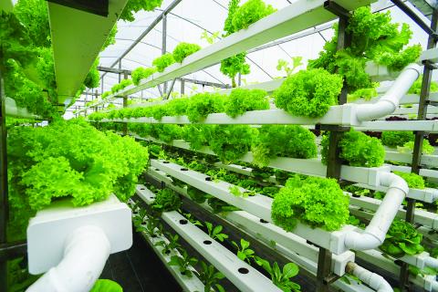 Breeding Freshness With Hydroponic Technology