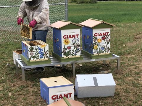 The Giant Co. Completes HQ Pollinator Field