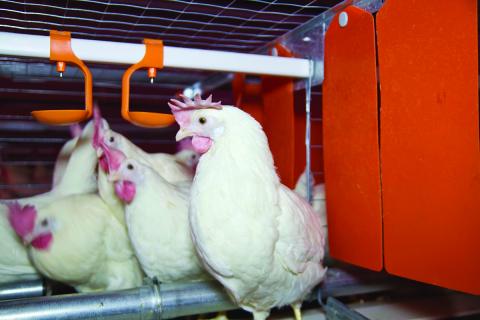 Eco-improvements in the egg industry include better use of natural resources,