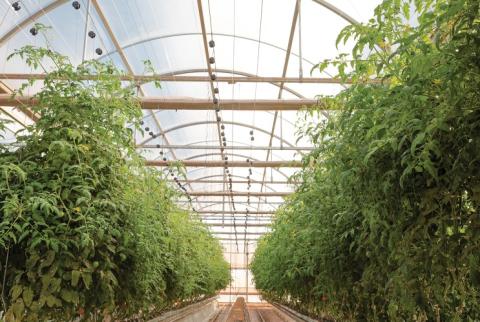 Sensei Ag primarily uses the nutrient film technique (NFT) system, in which shallow channels of tubing provide nutrients to crops, at its farm on the Hawaiian island of Lana’i.