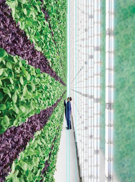 Plenty's vertical farms feature walls that are two to three times more space efficient than if the company had just stacked the crops.