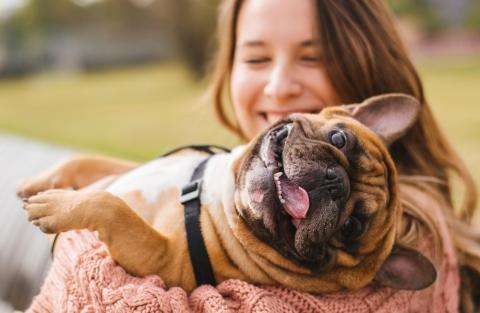 Walmart Grows Pet Services Petplan Rover