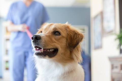 Walmart Offers First-of-Its-Kind Pet Prescription Program