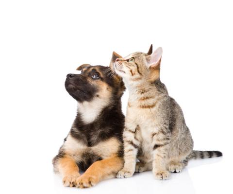 Pet Care Innovation