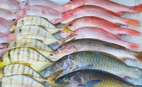 Seafood Expo North America Cancels 2021 Edition