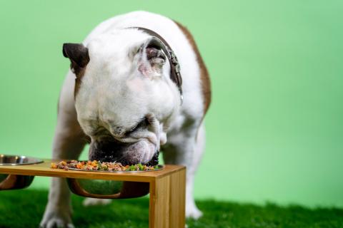 Changes in Pet Parenthood Lead to More Sales Opportunities – and Competition