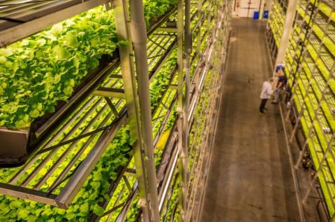 More Shoots of Growth in Hydroponic Farming with Expansions, Awards