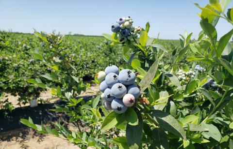 Blue Skies for Blueberries: Spotlight on a Summer Staple