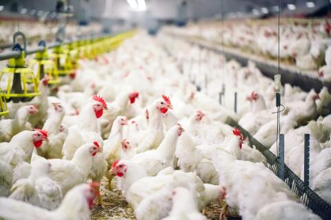 Sprouts Commits to Improving Broiler Chicken Welfare