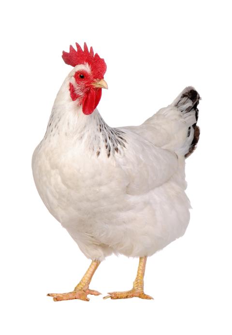 More Grocers Commit to Humane Chicken Handling