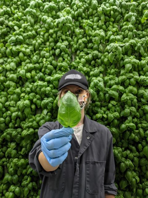 Gordon Food Service, Square Roots Debut New Michigan Indoor Farm Basil