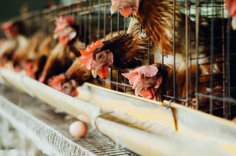 a close up of a chicken in a cage