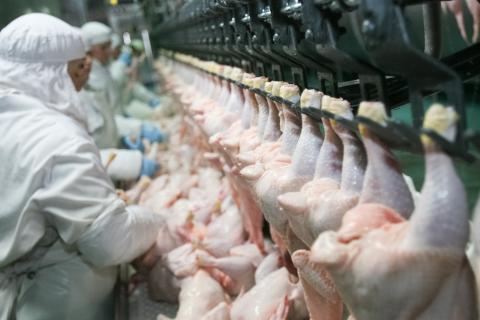 USDA Working to Reduce Salmonella Illnesses Linked to Poultry