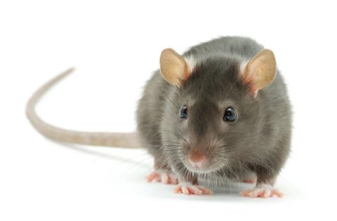 Making Pest Control a Priority