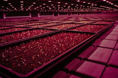 Indoor Vertical Farm to Spur Agri-Food Innovation in Canada