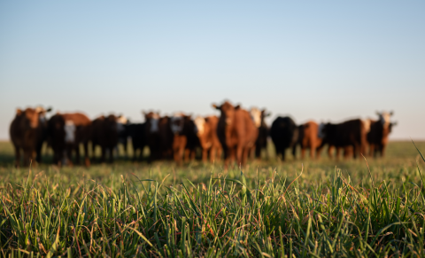beef outlook 2022