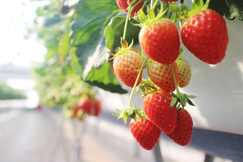 Bowery Farming Adds Robotic Harvesting Tech