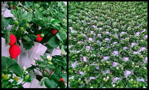 Driscoll’s to Build 1st Indoor Strawberry Farm