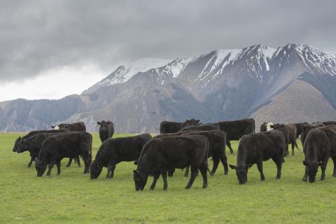 NZ cattle