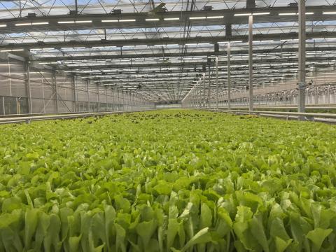 Rev Farms phase 2