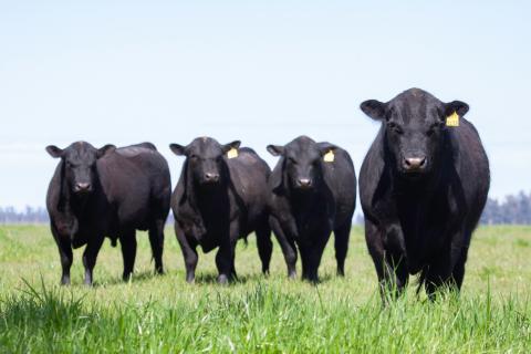 Cattle in field