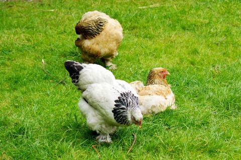 Chickens Main Image